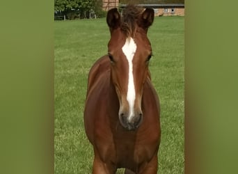 Westfaal, Merrie, 2 Jaar, 173 cm, Brauner