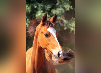 Westfaal, Merrie, 2 Jaar, Bruin