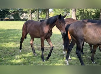 Westfaal, Merrie, 2 Jaar, Bruin