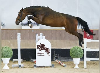 Westfaal, Merrie, 2 Jaar, Bruin