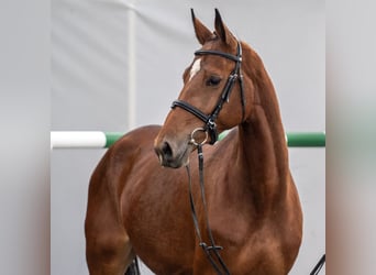Westfaal, Merrie, 2 Jaar, Bruin