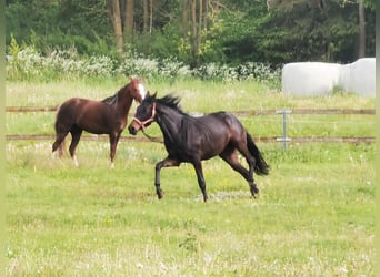 Westfaal, Merrie, 2 Jaar, Donkerbruin
