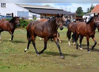 Westfaal, Merrie, 2 Jaar, Donkerbruin