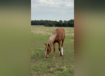 Westfaal, Merrie, 2 Jaar, Donkere-vos