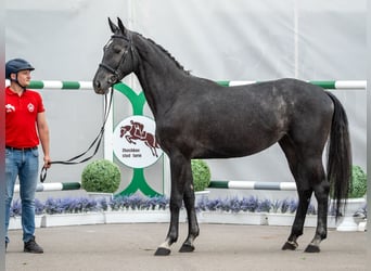 Westfaal, Merrie, 2 Jaar, Schimmel
