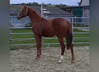 Westfale, Stute, 2 Jahre, Fuchs