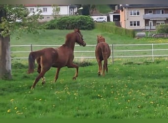 Westfale, Stute, 2 Jahre, Fuchs