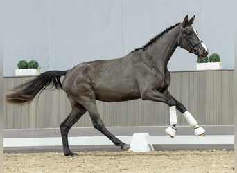 Westfaal, Merrie, 2 Jaar, Zwartbruin