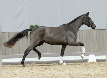 Westfaal, Merrie, 2 Jaar, Zwartbruin