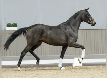 Westfaal, Merrie, 2 Jaar, Zwartbruin