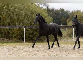 Westfaal, Merrie, 3 Jaar, 157 cm, Donkerbruin