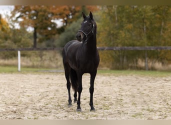 Westfaal, Merrie, 3 Jaar, 157 cm, Donkerbruin