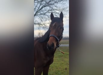 Westfaal, Merrie, 3 Jaar, 158 cm, Bruin