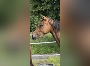 Westfaal, Merrie, 3 Jaar, 158 cm, Bruin