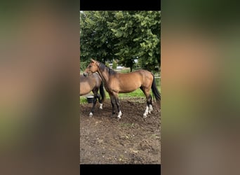 Westfaal, Merrie, 3 Jaar, 158 cm, Bruin