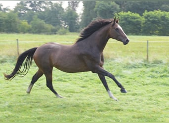 Westfaal, Merrie, 3 Jaar, 160 cm, Bruin