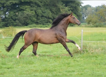 Westfaal, Merrie, 3 Jaar, 160 cm, Bruin