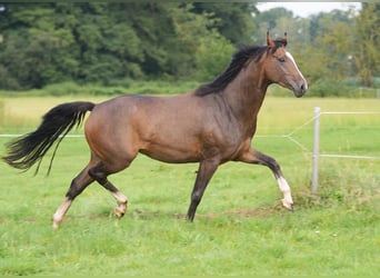 Westfale, Stute, 3 Jahre, 160 cm, Brauner