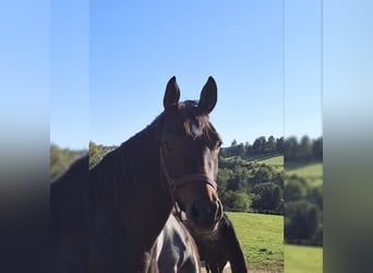 Westfaal, Merrie, 3 Jaar, 160 cm, Bruin