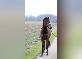 Westfaal, Merrie, 3 Jaar, 160 cm, Bruin