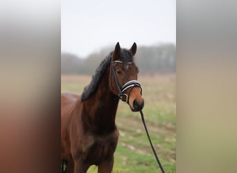 Westfaal, Merrie, 3 Jaar, 160 cm, Bruin