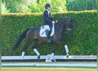 Westfaal, Merrie, 3 Jaar, 160 cm, Bruin