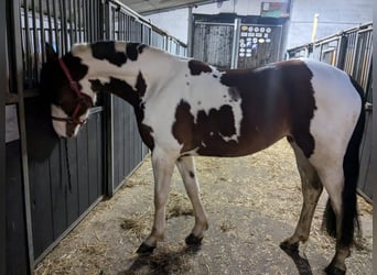 Westfaal Mix, Merrie, 3 Jaar, 160 cm, Gevlekt-paard