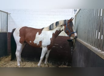 Westfaal Mix, Merrie, 3 Jaar, 160 cm, Gevlekt-paard