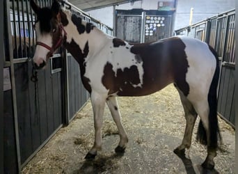 Westfaal Mix, Merrie, 3 Jaar, 160 cm, Gevlekt-paard