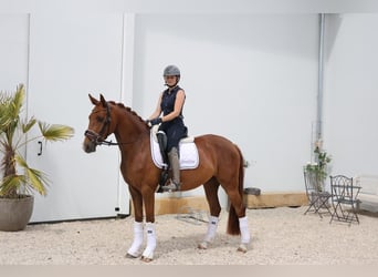 Westfaal, Merrie, 3 Jaar, 160 cm, Vos