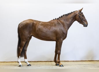 Westfaal, Merrie, 3 Jaar, 160 cm, Vos