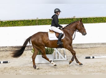 Westfaal, Merrie, 3 Jaar, 160 cm, Vos