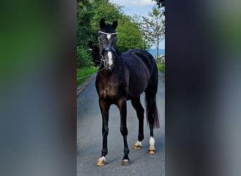 Westfaal, Merrie, 3 Jaar, 160 cm, Zwart
