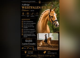 Westfaal, Merrie, 3 Jaar, 161 cm, Palomino