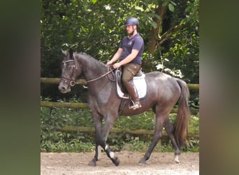 Westfaal, Merrie, 3 Jaar, 161 cm