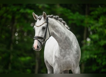 Westfaal, Merrie, 3 Jaar, 161 cm, Schimmel