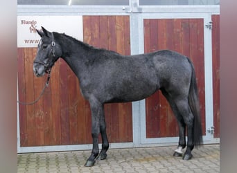 Westfaal, Merrie, 3 Jaar, 161 cm