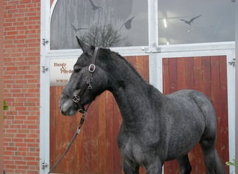 Westfaal, Merrie, 3 Jaar, 161 cm