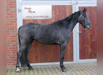 Westfaal, Merrie, 3 Jaar, 161 cm