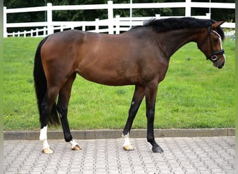 Westfaal, Merrie, 3 Jaar, 162 cm, Donkerbruin