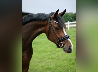 Westfaal, Merrie, 3 Jaar, 162 cm, Donkerbruin