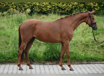 Westfaal, Merrie, 3 Jaar, 162 cm, Vos