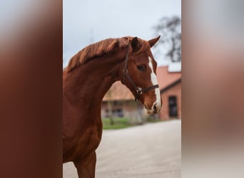 Westfaal, Merrie, 3 Jaar, 162 cm, Vos