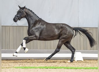 Westfaal, Merrie, 3 Jaar, 162 cm, Zwart