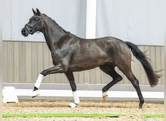 Westfaal, Merrie, 3 Jaar, 162 cm, Zwart