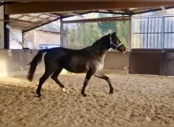 Westfaal, Merrie, 3 Jaar, 162 cm, Zwartbruin