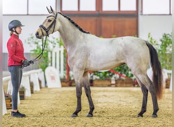 Westfaal, Merrie, 3 Jaar, 163 cm, Buckskin