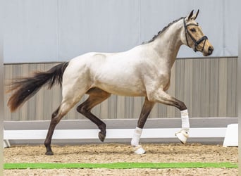 Westfaal, Merrie, 3 Jaar, 163 cm, Buckskin