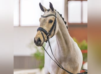 Westfaal, Merrie, 3 Jaar, 163 cm, Buckskin