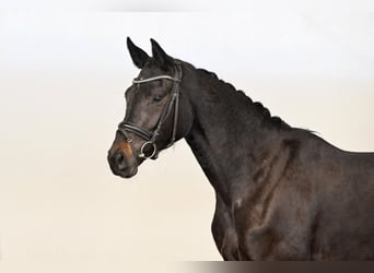 Westfaal, Merrie, 3 Jaar, 163 cm, Donkerbruin